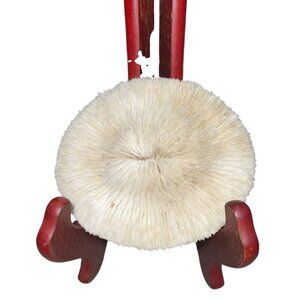 Fungia Fungites Mushroom Coral Shell Skeleton White Aquarium Tank Approx 4 x4.5'